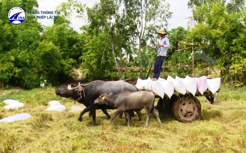 Phương tiện thô sơ gia súc kéo chỉ được hoạt động trong phạm vi chỉ định